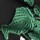 Black Green