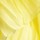 Black Yellow
